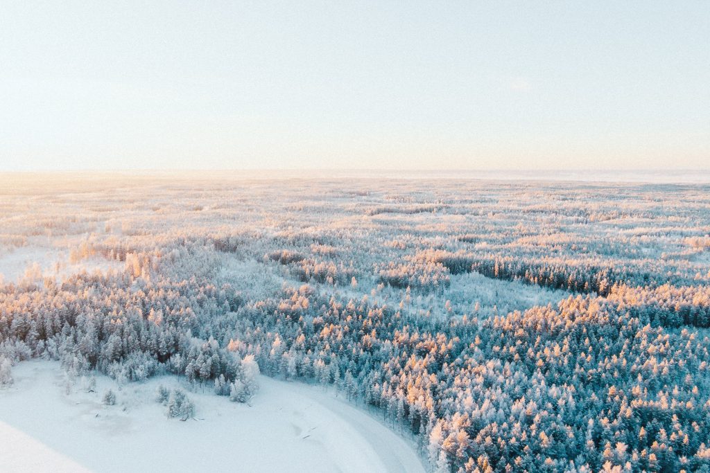 Forest in Lapland.